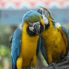 Romantic of blue and gold macaw