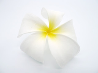 Plumeria flower beautiful close up natural for aroma spa isolated on white background.