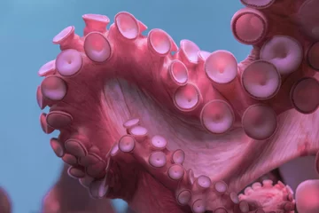 Foto op Plexiglas Octopus arms with suckers closeup attached on aquarium glass. Sea life artistic background © Neeqolah