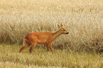 Wildtiere