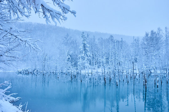 凍り始めた美瑛白金の青い池
