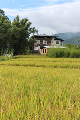 Obraz premium Rice field near Thimphu, Bhutan, Asia