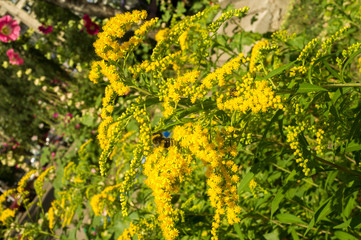 Solidago, commonly called goldenrods, is a genus of species of flowering plants in the family of asters, Asteraceae. Most of them are herbaceous perennial species found in open places