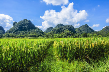 Obraz premium The rice fields and countryside scenery in summer