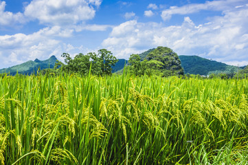 The rice fields and countryside scenery in summer