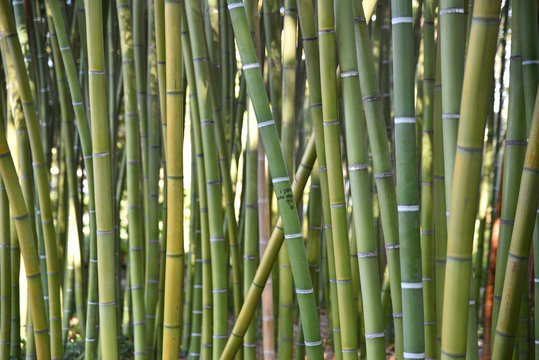 Bambous verts en été au ajrdin
