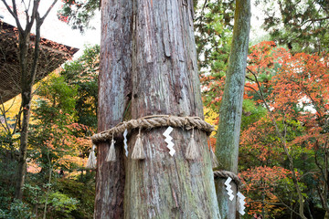 Sacred Tree / The sacred tree of Cedar in the Seimei temple in Shiga Prefecture, Japan