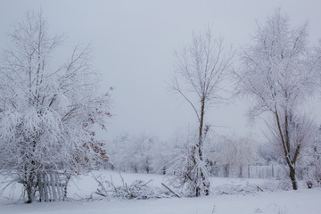 Fototapeta na wymiar Snowy winter forest landscape