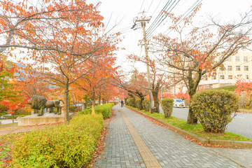 Fototapeta premium Beautiful autumn leaves in the city park of Nagano Prefecture,Japan.