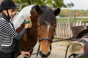 Fototapeta premium Horse care- young girl brushes her horse in the yard