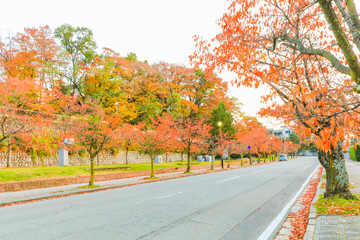 Beautiful autumn leaves  in the city park of Nagano Prefecture,Japan.