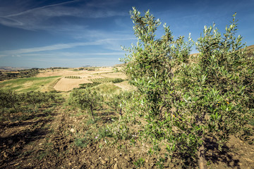 Cropland, rows of olive trees,  flowers and blue sky