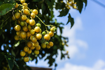 The clausena fruits closeup on the tree 