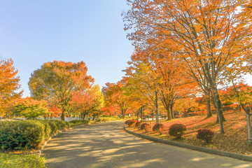  Japan autumn , Beautiful autumn leaves of Obuse park ,Nagano Prefecture,Japan.