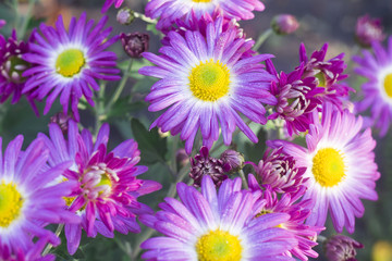 chrysanthemum in bloom