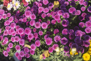 chrysanthemum in bloom