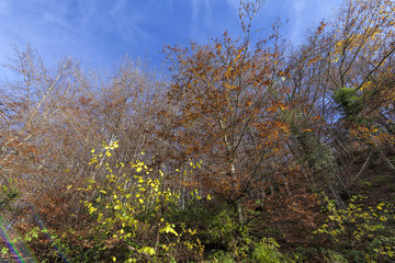 Native tree forests of Leon in Spain