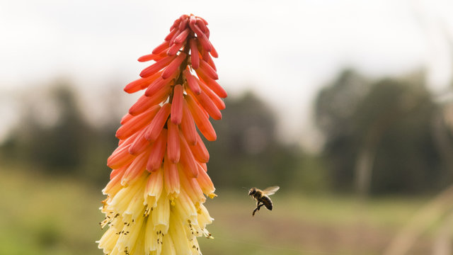 Bee in flight near a colorful flower