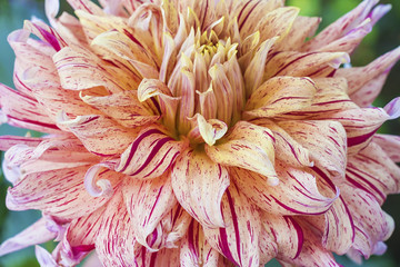 Dahlia in Bloom