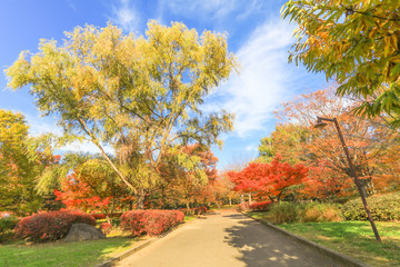  Japan autumn , Beautiful autumn leaves of Obuse park ,Nagano Prefecture,Japan.
