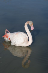Flamant