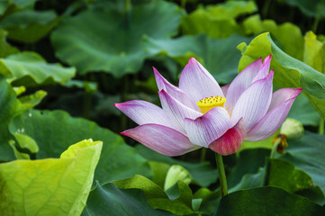 The beautiful blossoming lotus flower closeup in summer 