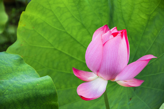 Fototapeta The beautiful blossoming lotus flower closeup in summer 
