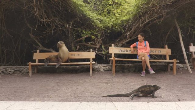 Galapagos animals. Tourist woman sitting on bench with sea lion and iguana on Isabela Island in the port of Puerto Villamil, Galapagos Islands, Ecuador, South America.