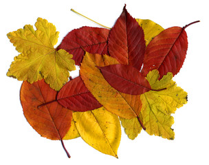 Colorful Autumn Leaves as Background. High Detail. Isolated White.
