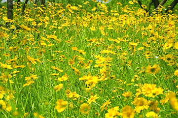 A field of yellow cosmos flowers