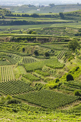 Weinanbaugebiet im Kaiserstuhl