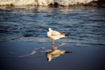 Freedom Of Wildlife  One Seagull Relax On baltic Seaside In Germany