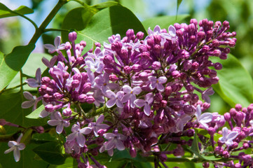 Beautiful fresh purple violet flowers. Close up of purple flowers. Spring flower, a branch of lilac. Lilac bush, lilac background. Branch with spring lilac flowers.