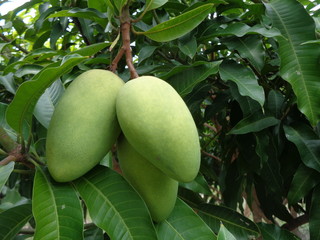 Green mango on the tree