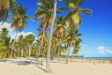 Obraz premium Tropical background