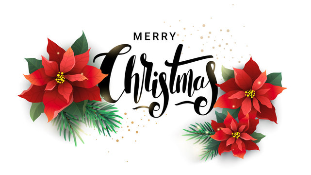 Christmas design of poinsettia and fir branches