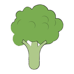 Broccoli fresh vegetable