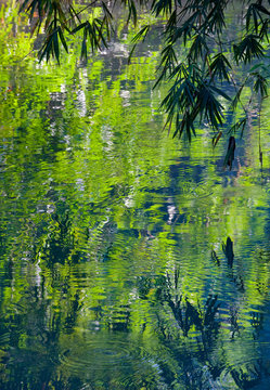 Abstract, calming reflection and bamboo leaves, Ayung River, Bali, Indonesia