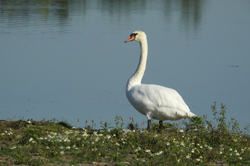 Schwan