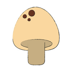 Fresh mushroom vegetable