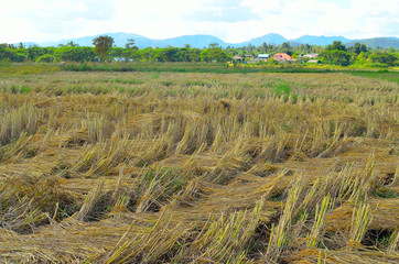 rice stubble left after harvesting