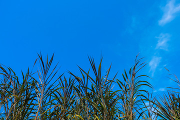 skies clouds sunset and sunlight background.
