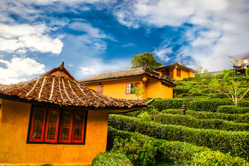 Fototapeta na wymiar House on tea plantation nature scene background