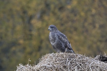 buzzard, Buteo buteo, perched, sat on a pile of manure in a field with autumn coloured background.