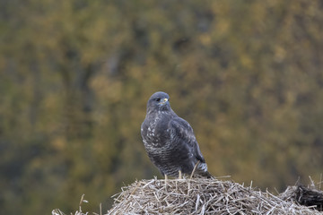 buzzard, Buteo buteo, perched, sat on a pile of manure in a field with autumn coloured background.