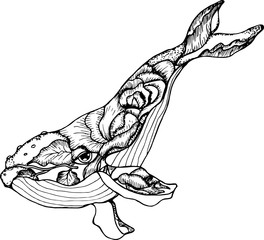 Black and white whale illustration. Drawing of a sea animal