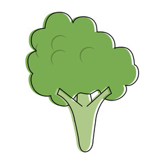 Broccoli fresh vegetable