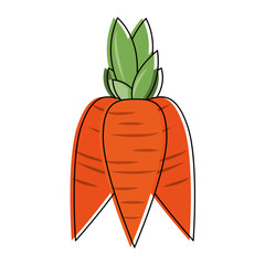 Fresh carrots vegetable