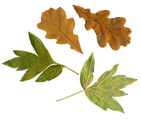 Set of autumn leaves  for herbarium, scrapbooking, floristry,  etc. Isolated on White. High Detail.