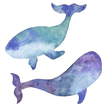 Two watercolor vector whales.  